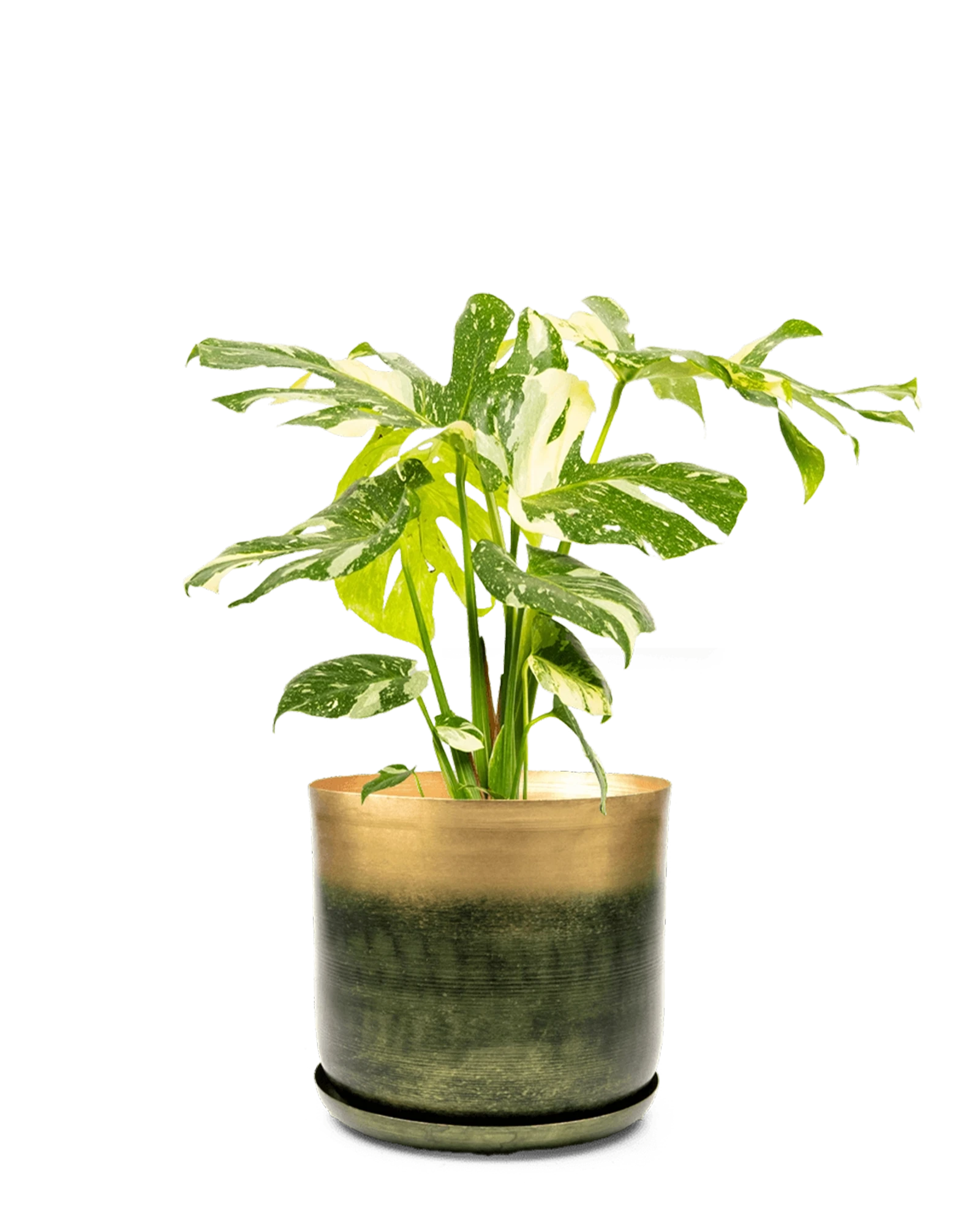 Chive Joe large forest gold metal pot with drainage and saucer styled with a monstera plant.