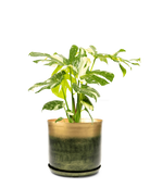 Chive Joe large forest gold metal pot with drainage and saucer styled with a monstera plant.