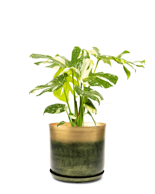 Chive Joe large forest gold metal pot with drainage and saucer styled with a monstera plant.