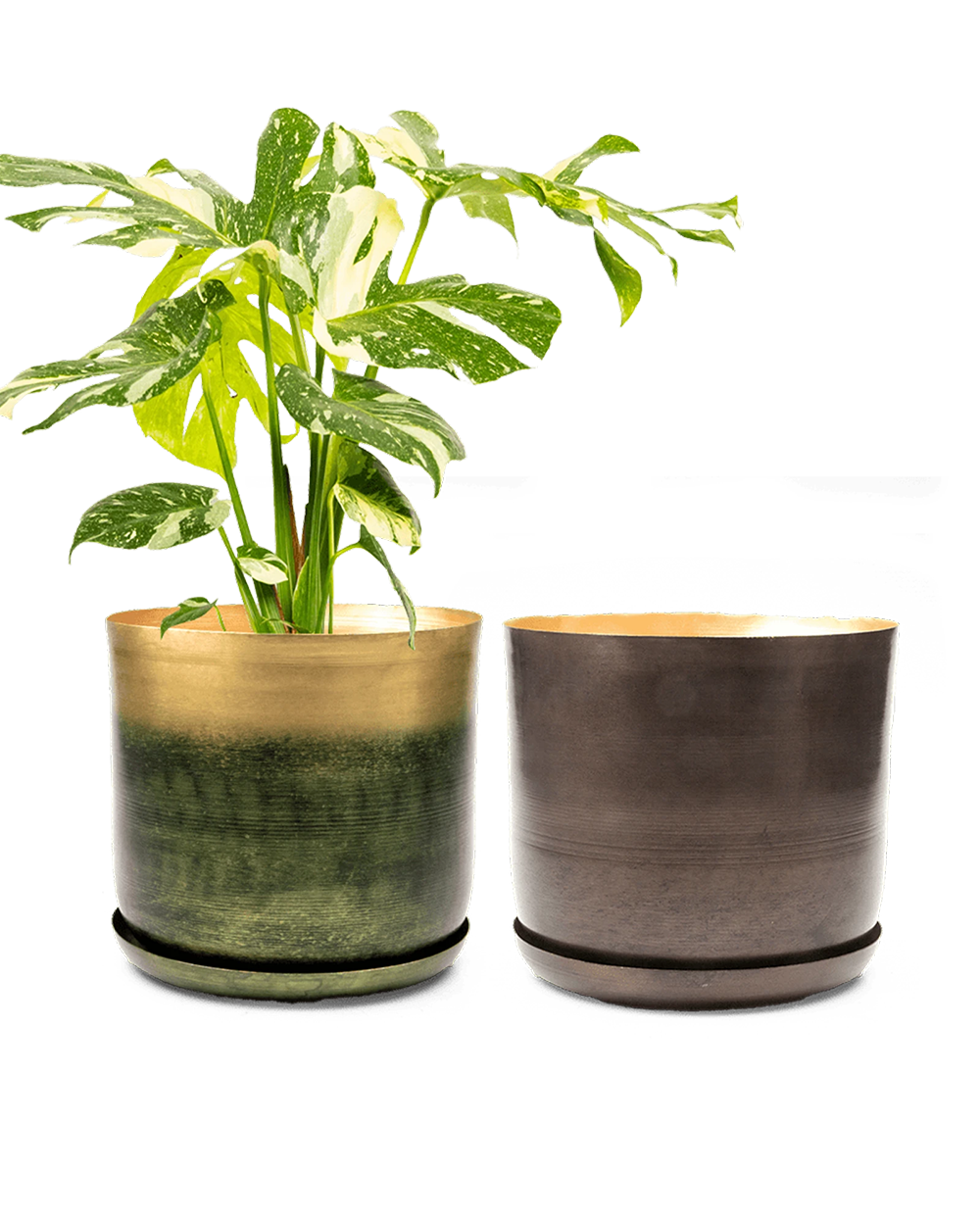 Two Chive large Joe metal pots with drainage and saucers in forest gold and bronzed brown, styled with a monstera plant.