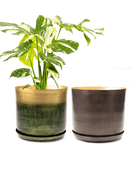 Two Chive large Joe metal pots with drainage and saucers in forest gold and bronzed brown, styled with a monstera plant.