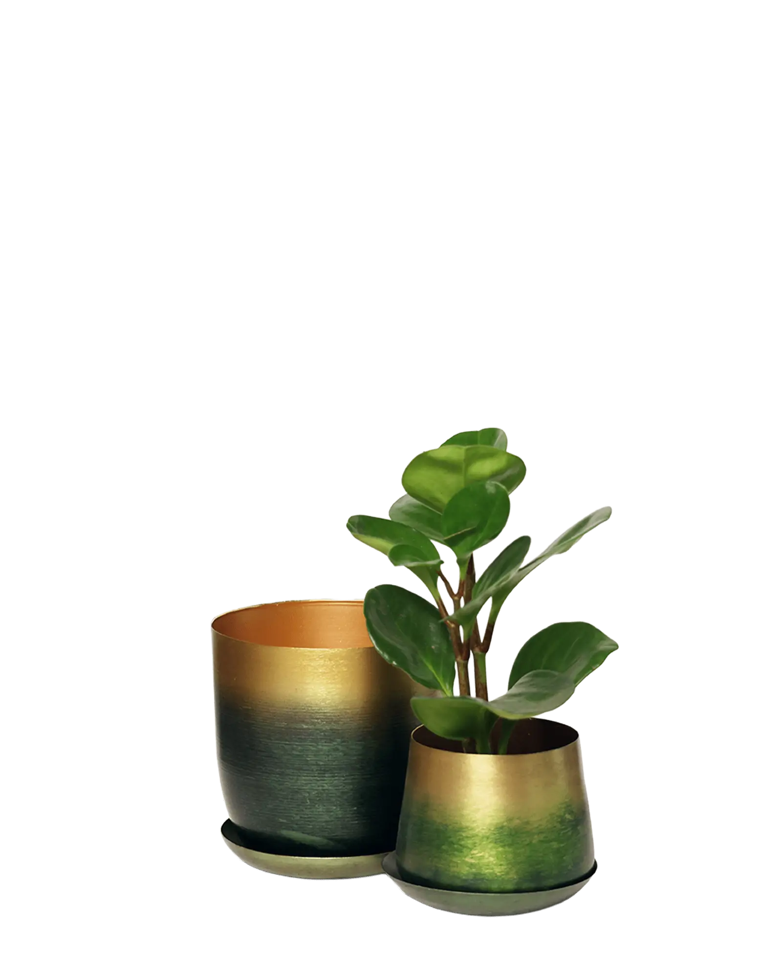 Chive Joe forest gold metal planters in two sizes with green to gold gradient finish, smaller styled with a clusia.