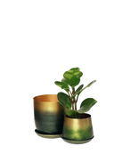 Chive Joe forest gold metal planters in two sizes with green to gold gradient finish, smaller styled with a clusia.