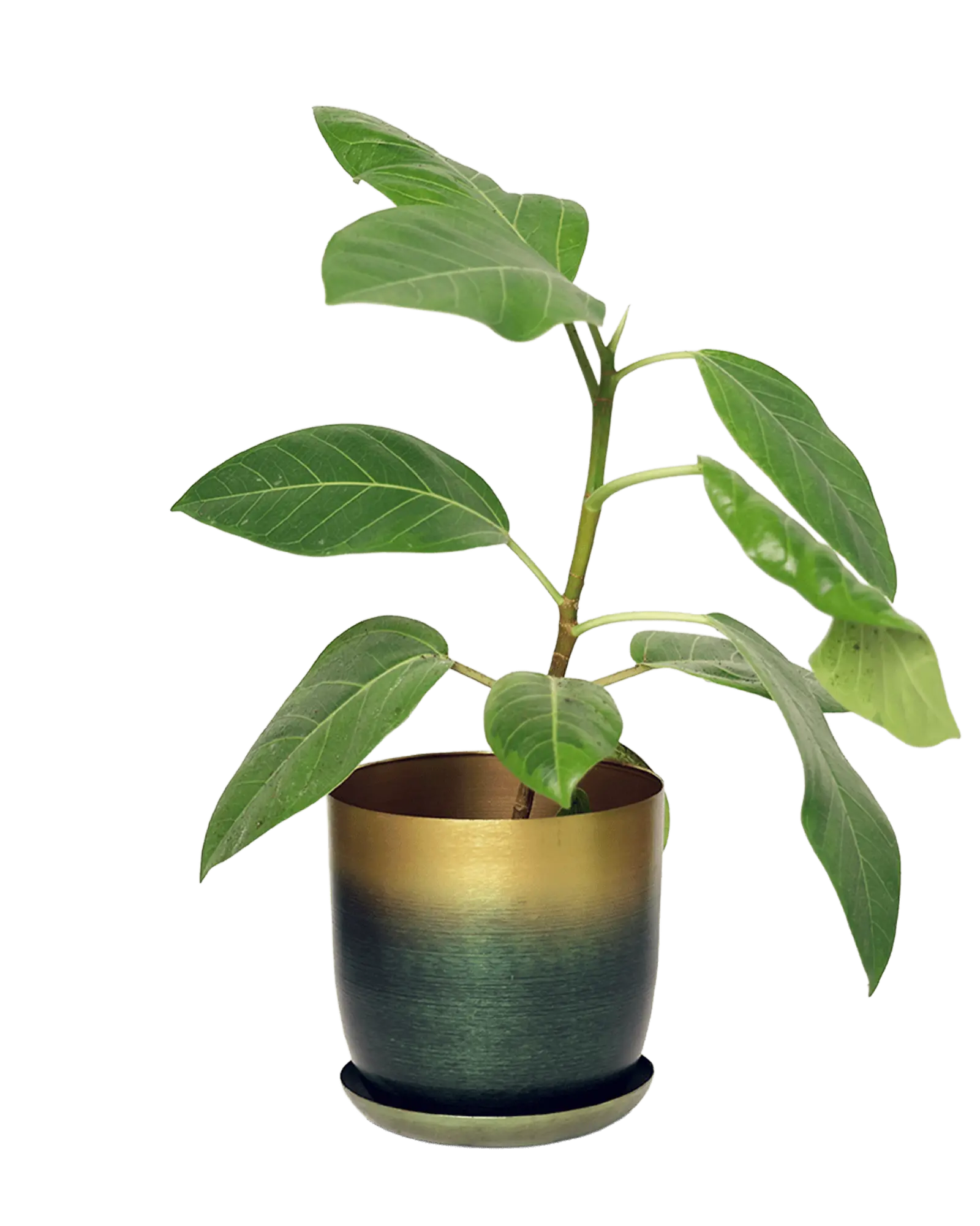 Chive Joe forest gold medium metal planter with gradient finish, with drainage and detachable saucer, styled with a plant.