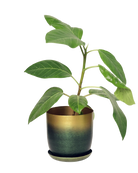 Chive Joe forest gold medium metal planter with gradient finish, with drainage and detachable saucer, styled with a plant.