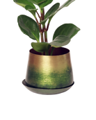 Chive Joe small forest green gold color metal plant pot with drainage and saucer styled with a plant.