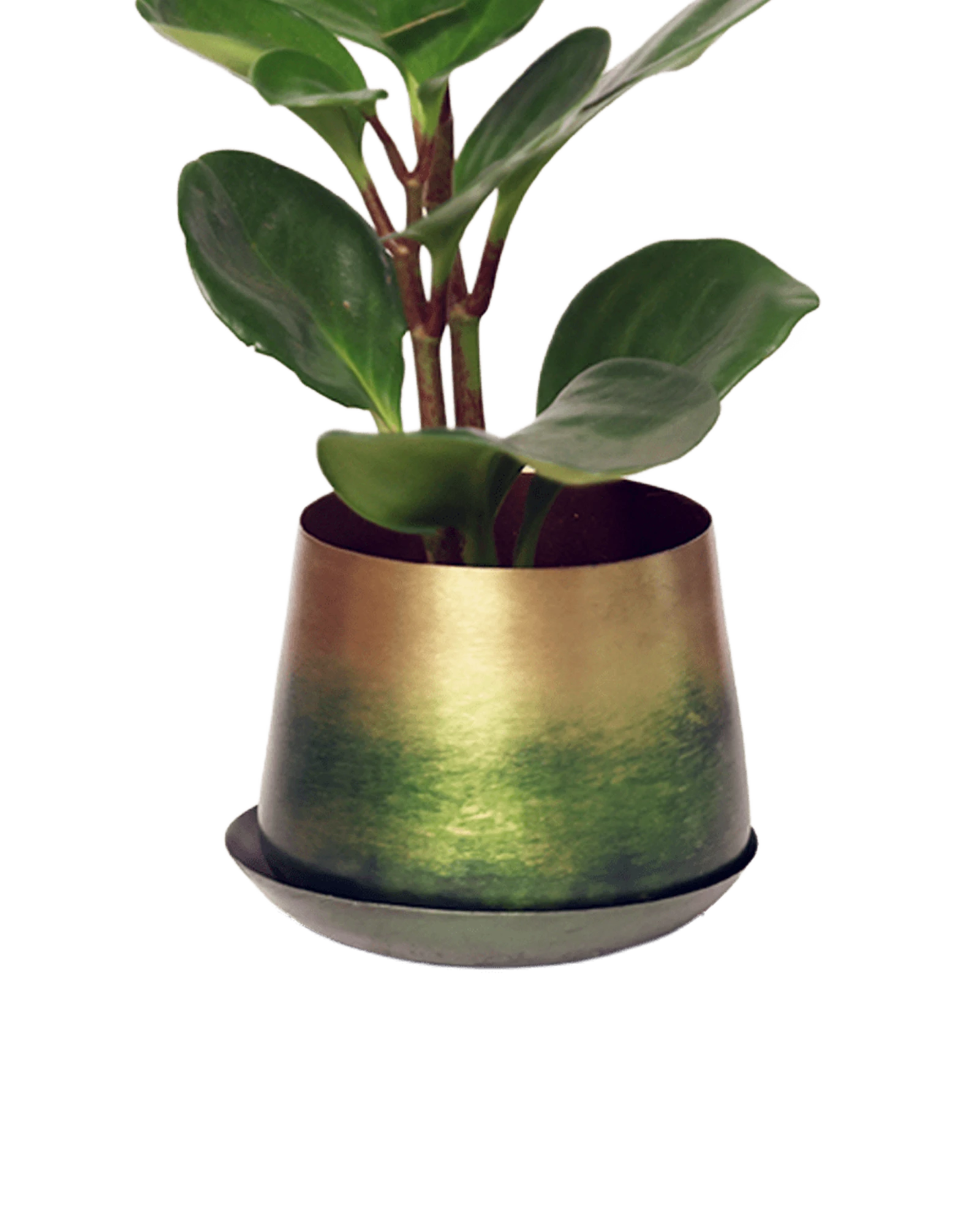 Chive Joe small forest green gold color metal plant pot with drainage and saucer styled with a plant.