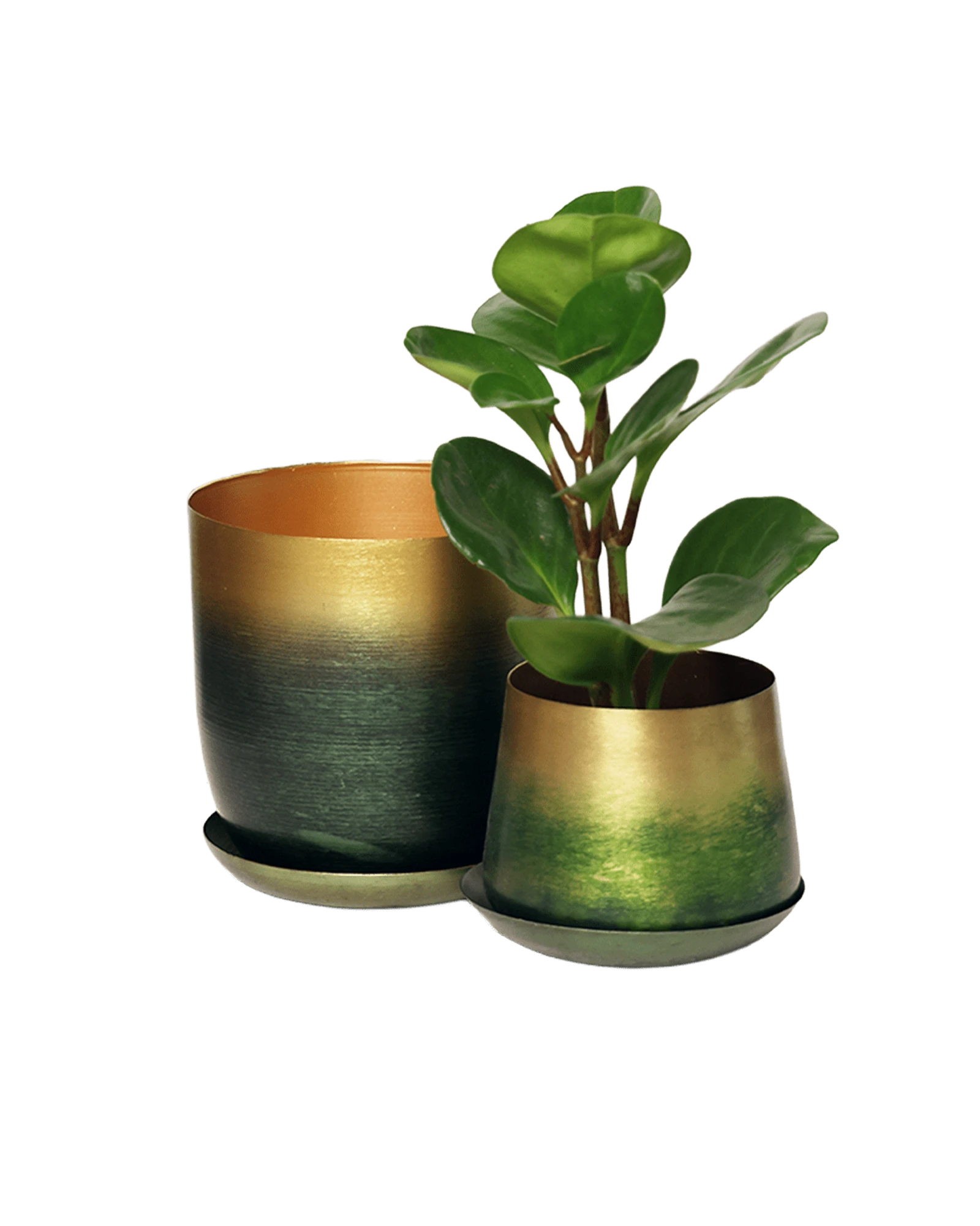 Two Chive Joe forest green gold color metal plant pots with styled with a green plant.