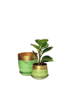 Two Chive Joe green gold metal medium and small planters with drainage hole and detachable saucer styled with a plant.