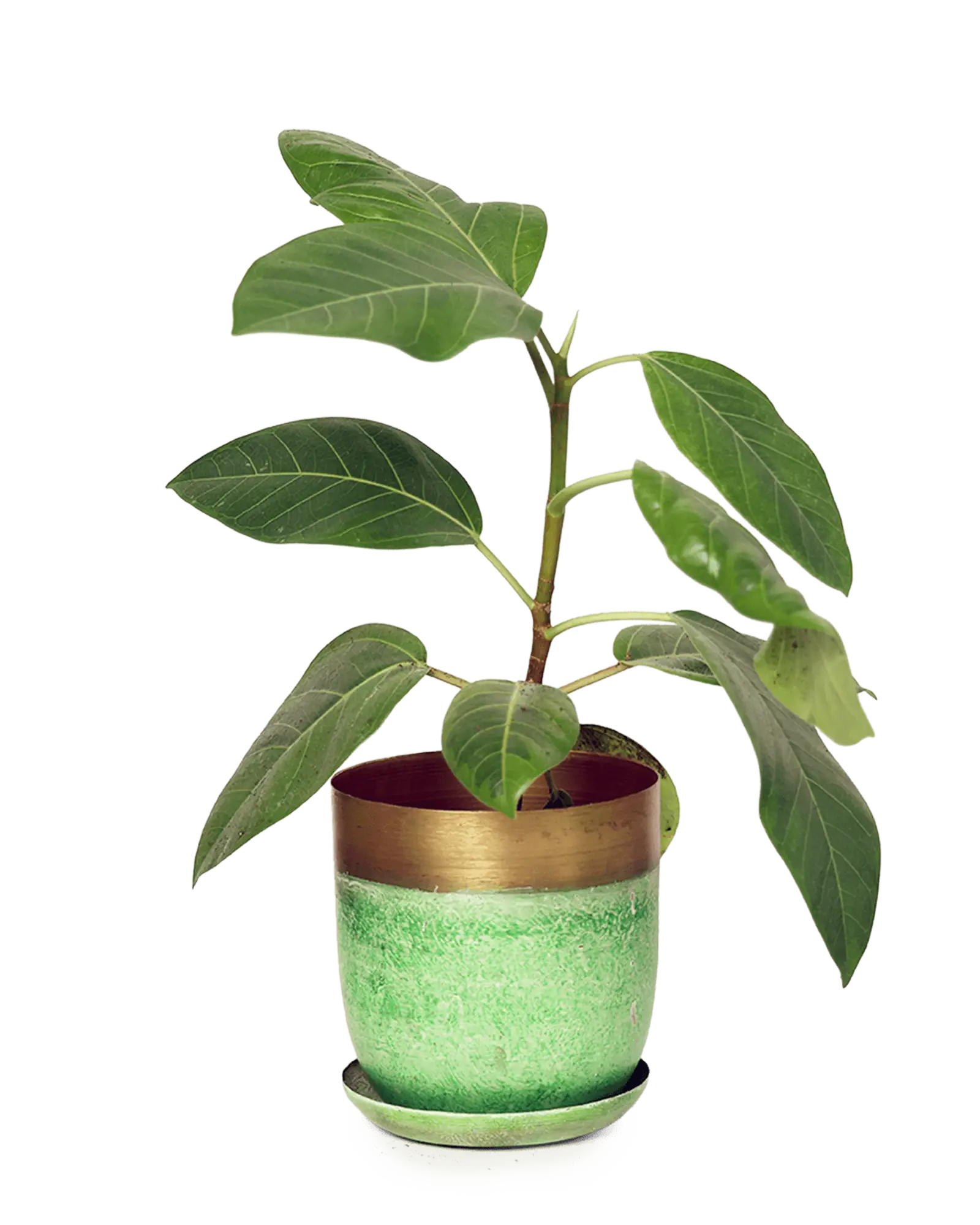 Chive Joe green gold metal medium plant pot with drainage hole and detachable saucer styled with a plant.