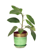 Chive Joe green gold metal medium plant pot with drainage hole and detachable saucer styled with a plant.