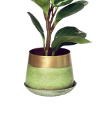 Chive Joe small green gold color metal plant pot with drainage and saucer styled with a plant.