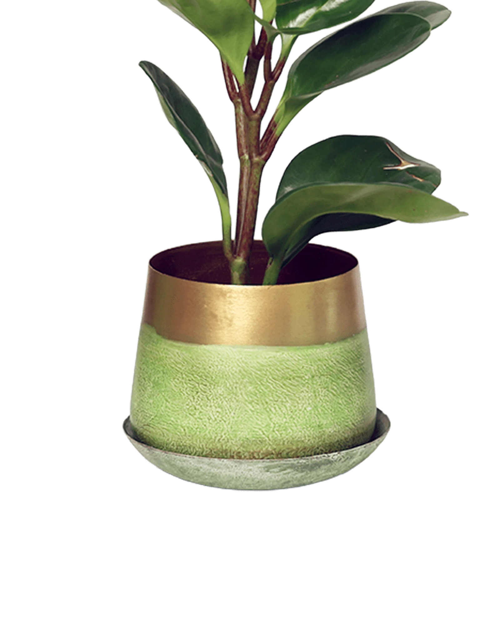 Chive Joe small green gold color metal plant pot with drainage and saucer styled with a plant.