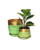 Two Chive Joe green gold color metal plant pots with styled with a green plant.