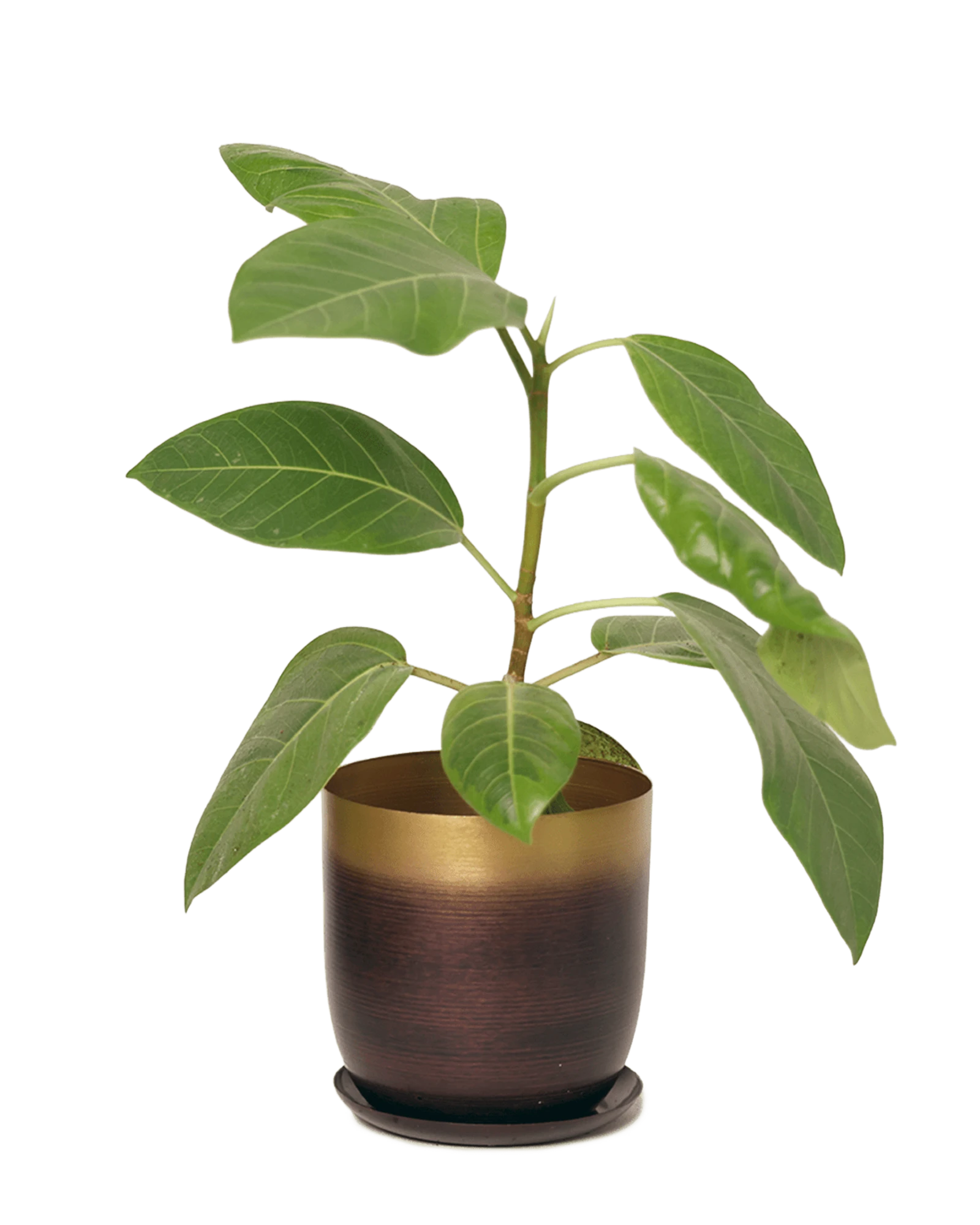 Chive Joe large metal plant pot in mahogany gold color with drainage styled with a plant.