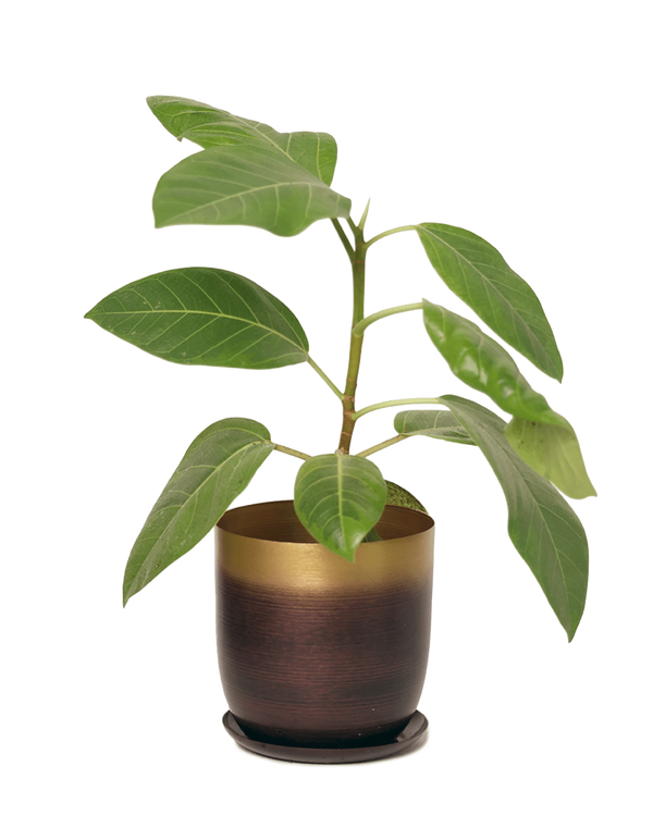 Chive Joe large metal plant pot in mahogany gold color with drainage styled with a plant.