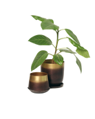 Two Chive metal plant pots in mahogany gold color in two sizes with drainage styled with a plant.