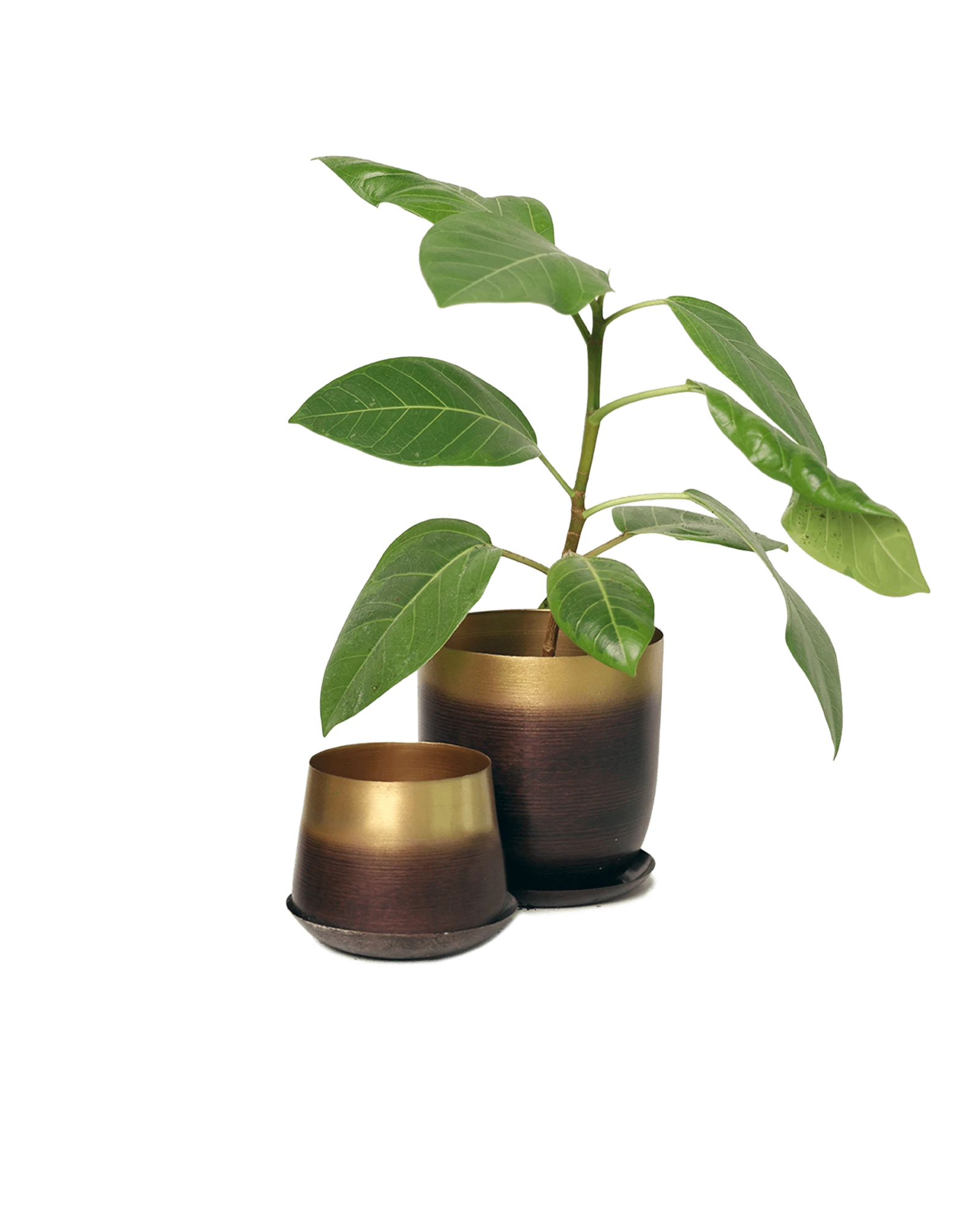 Two Chive metal plant pots in mahogany gold color in two sizes with drainage styled with a plant.