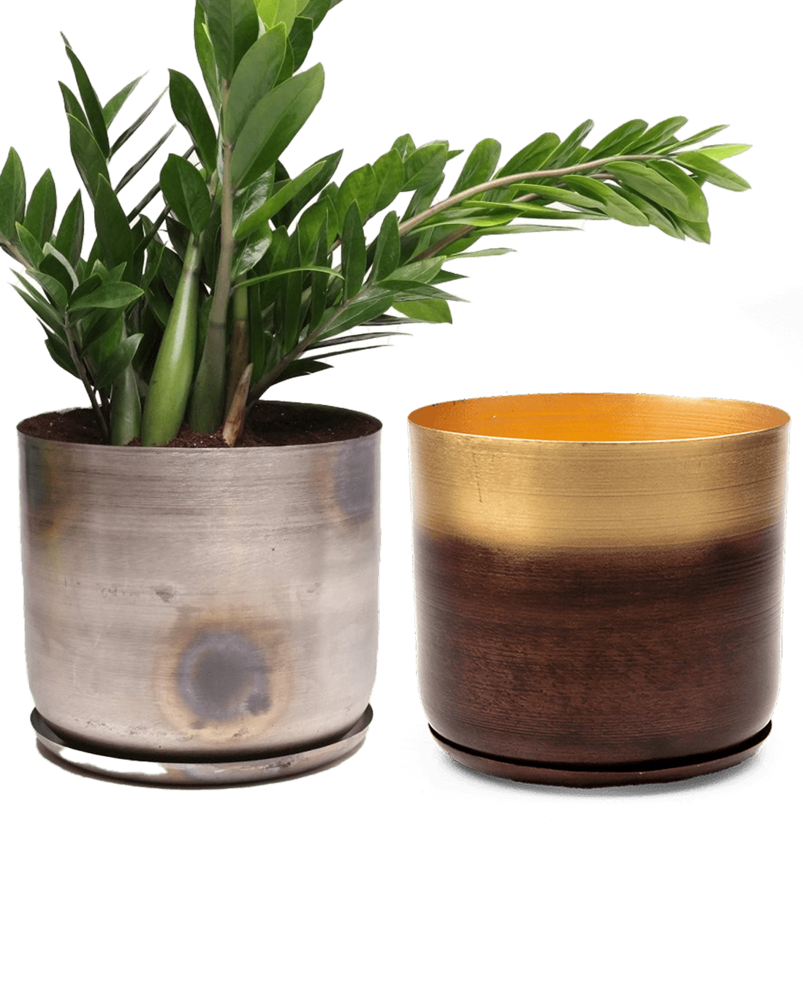 Two Chive Joe large metal plant pots in mahogany gold and silver color styled with a large zz plant.