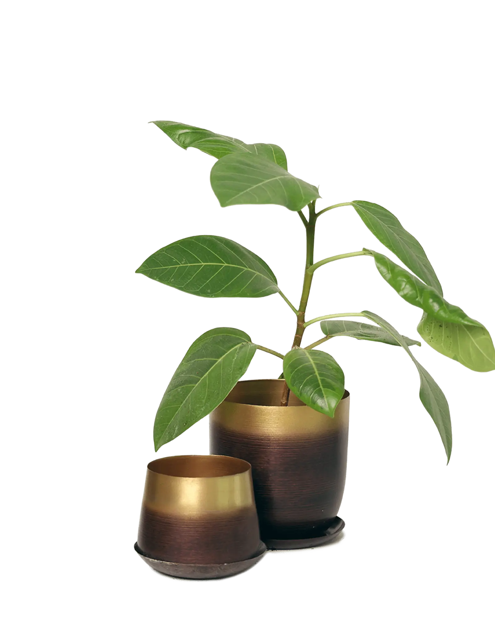 Chive Joe mahogany gold metal medium and small planters with drainage hole and detachable saucer styled with a plant.