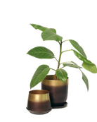 Chive Joe mahogany gold metal medium and small planters with drainage hole and detachable saucer styled with a plant.