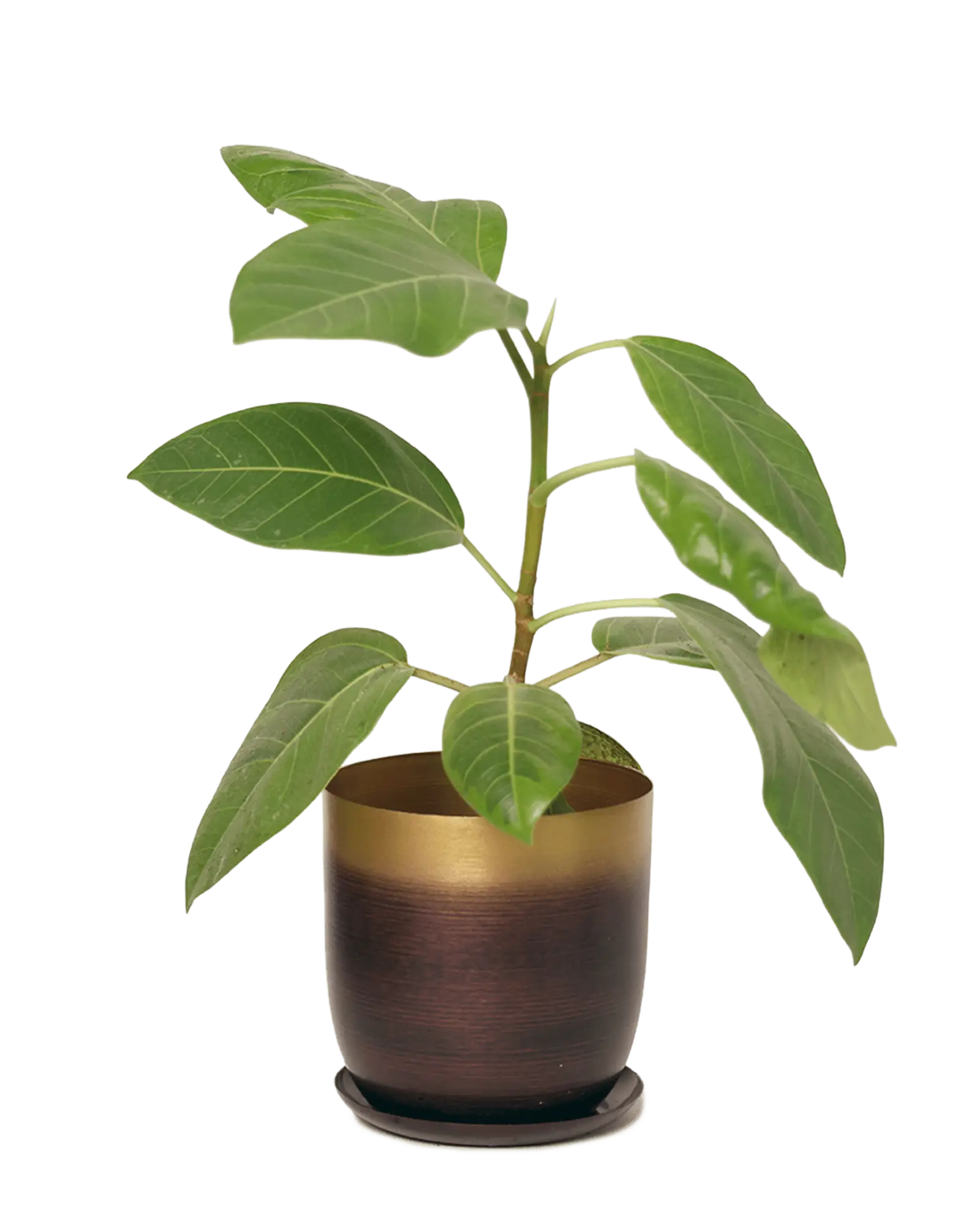 Chive Joe medium metal planter in mahogany gold ombre with a matching saucer, styled with a ficus houseplant.