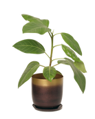 Chive Joe medium metal planter in mahogany gold ombre with a matching saucer, styled with a ficus houseplant.