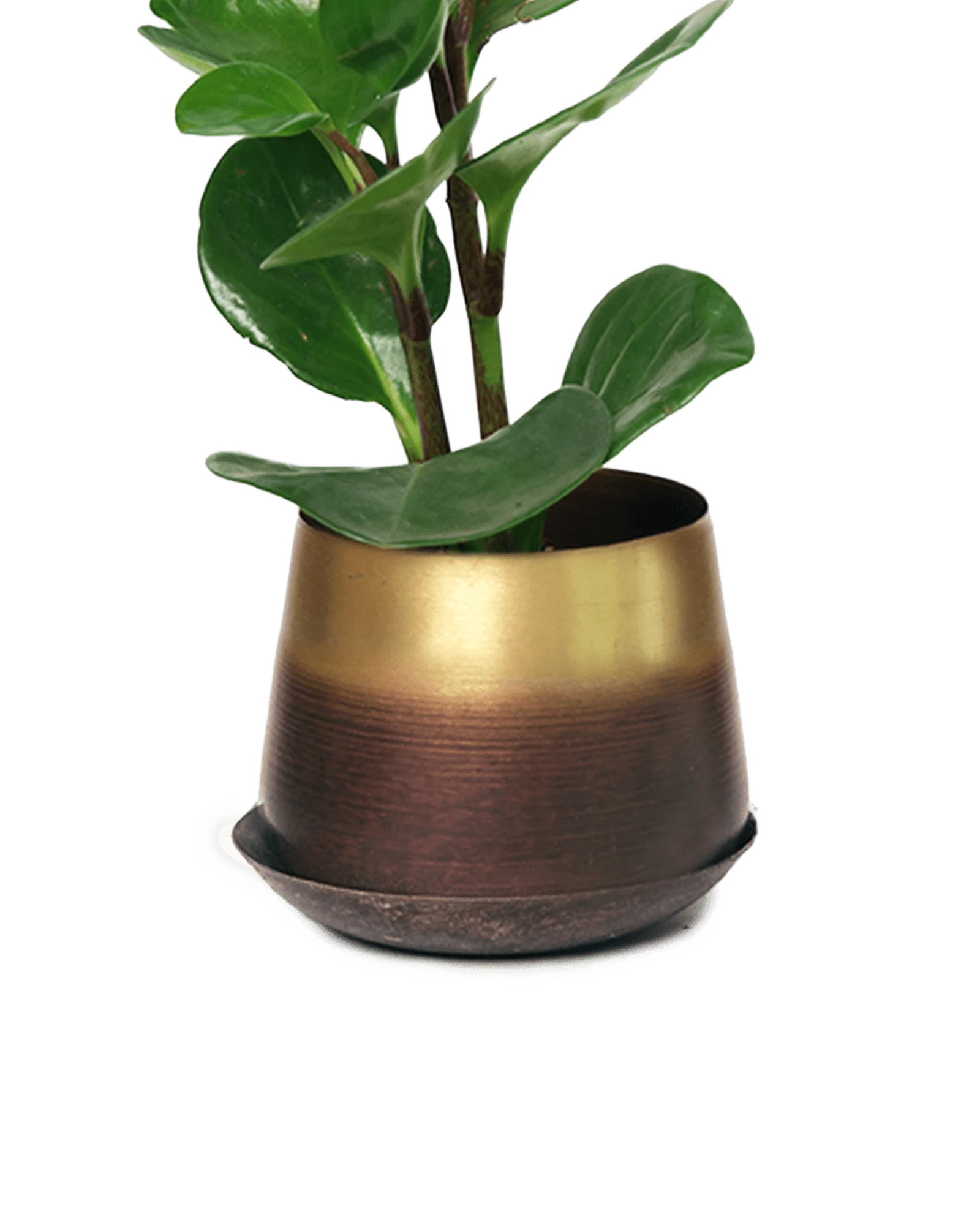 Chive Joe small mahogany gold metal plant pot with drainage and saucer styled with a plant.