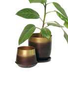Two Chive Joe mahogany gold color metal plant pots with styled with a green plant.