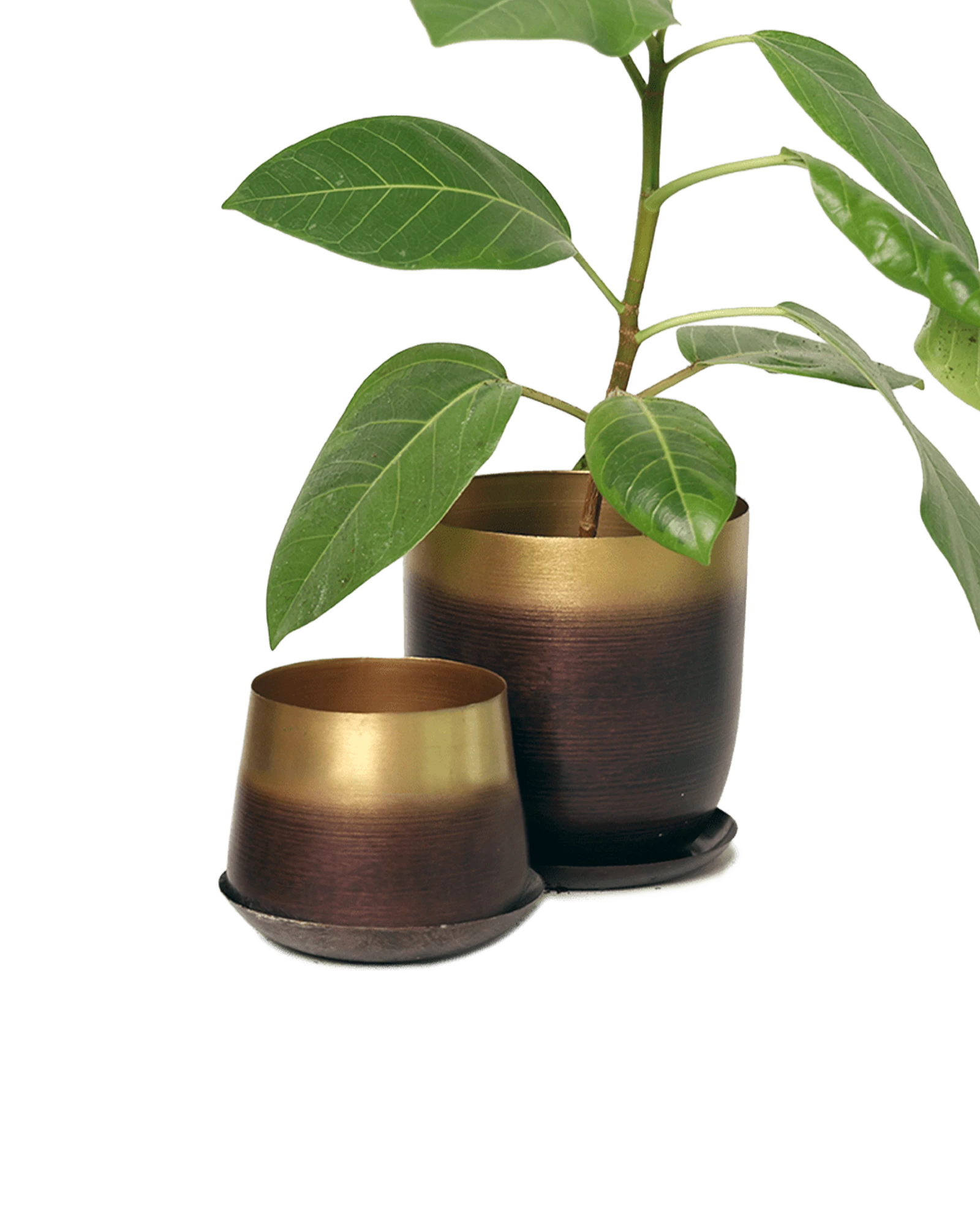 Two Chive Joe mahogany gold color metal plant pots with styled with a green plant.