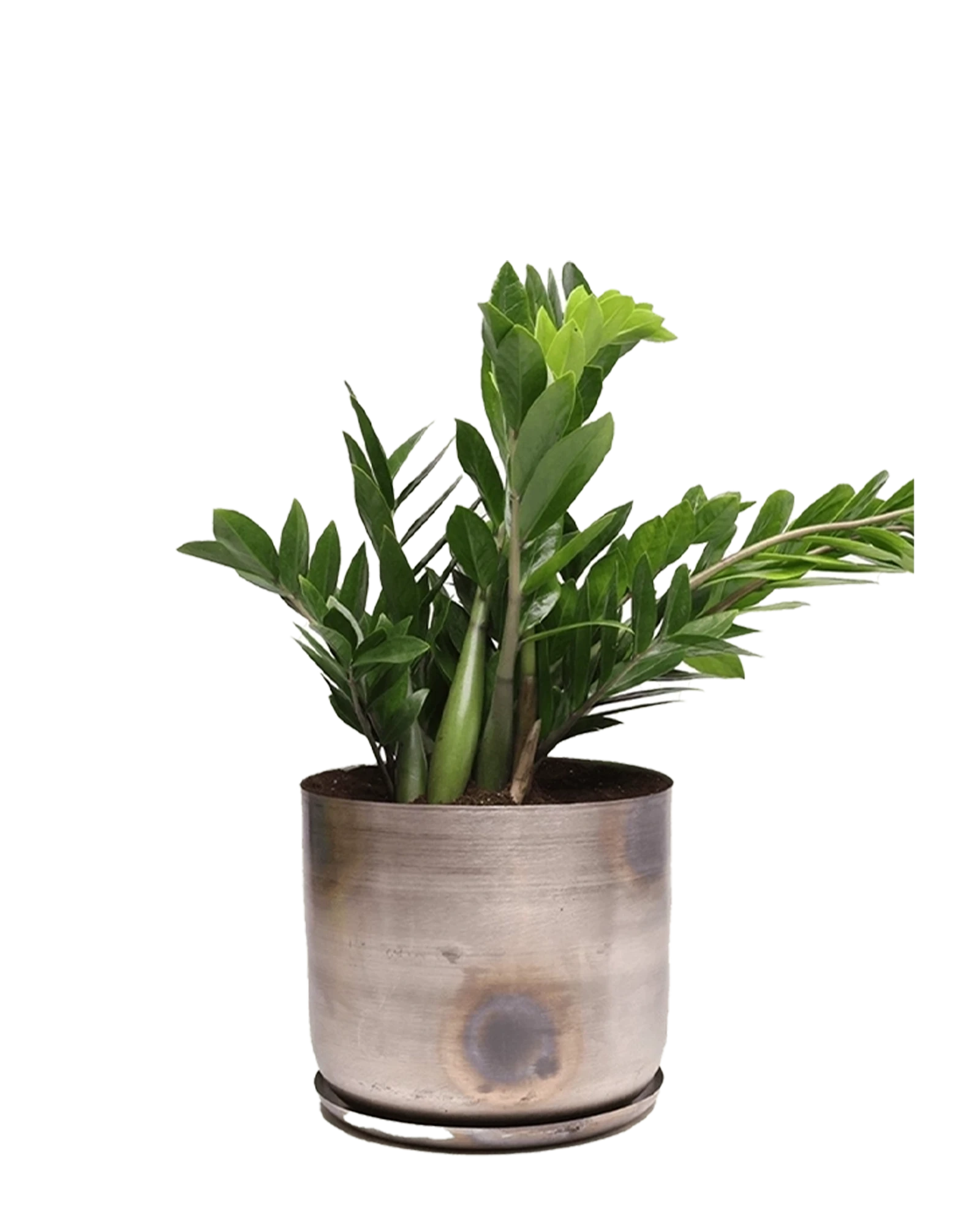 Chive Joe large silver metal pot with drainage and saucer styled with a zz plant.