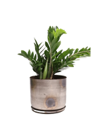 Chive Joe large silver metal pot with drainage and saucer styled with a zz plant.