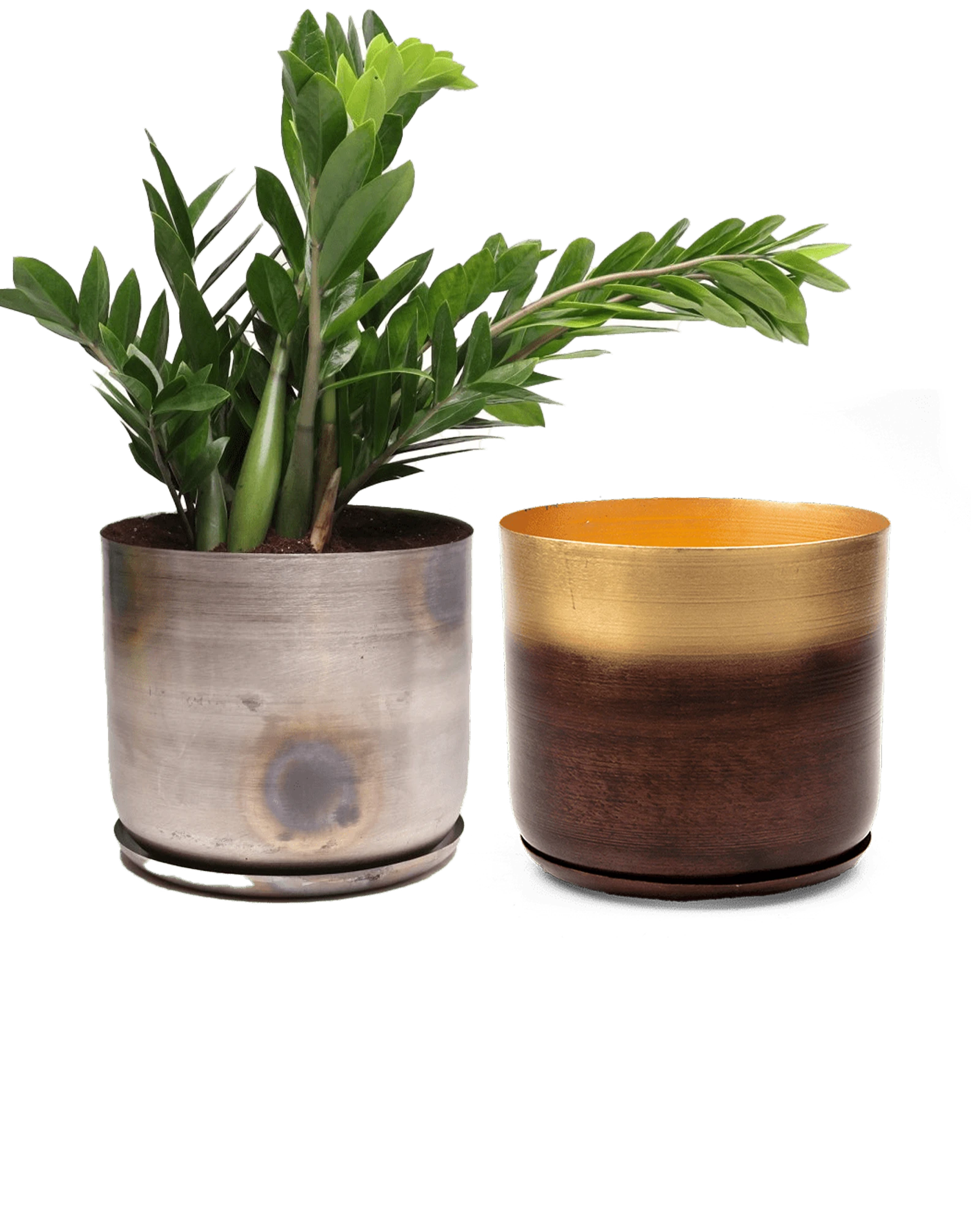 Two Chive Joe large metal pots with drainage and detachable saucers in silver and mahogany gold, styled with a zz plant.
