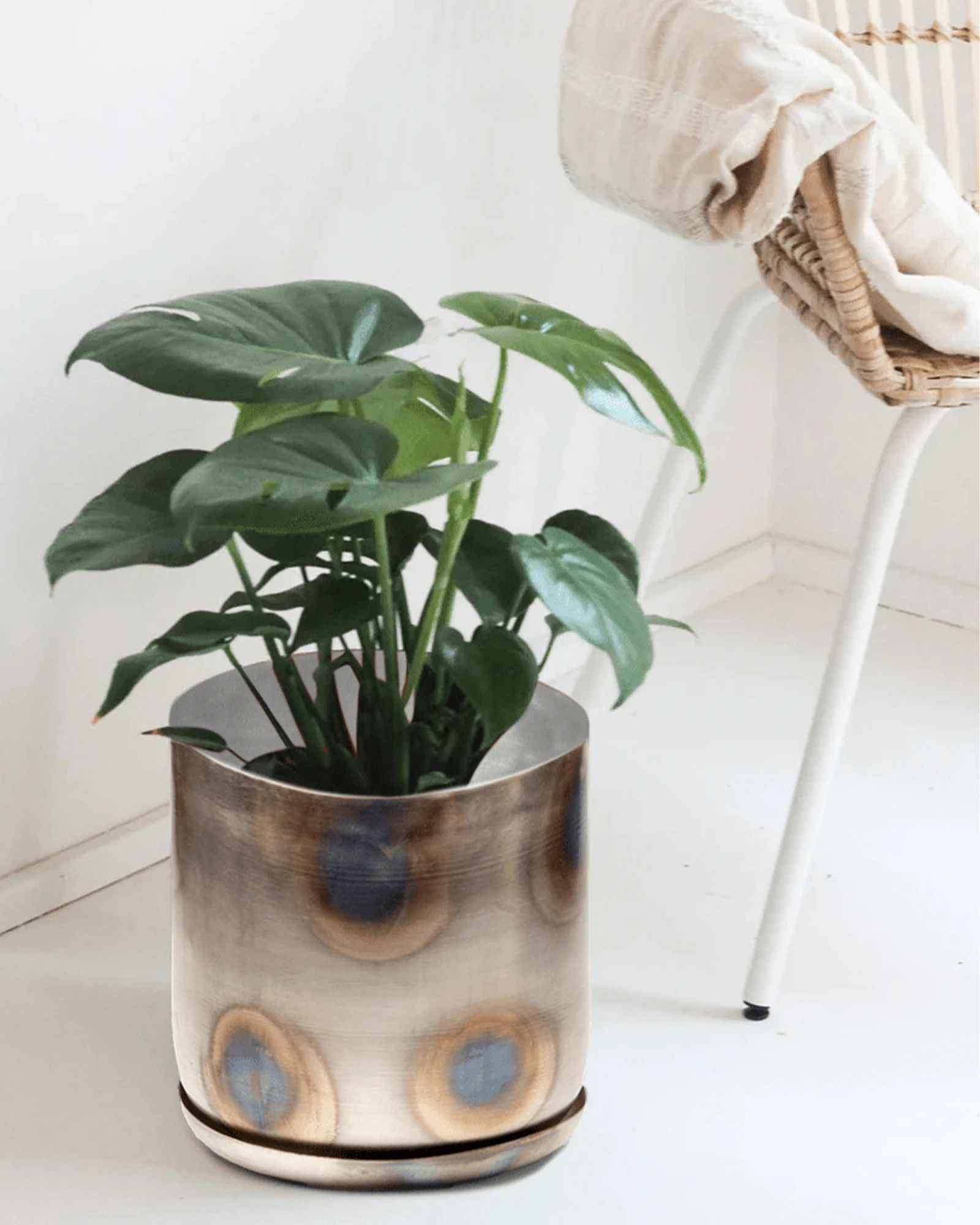 Chive Joe large silver metal pot styled with a monstera plant in a bright white minimalistic room.