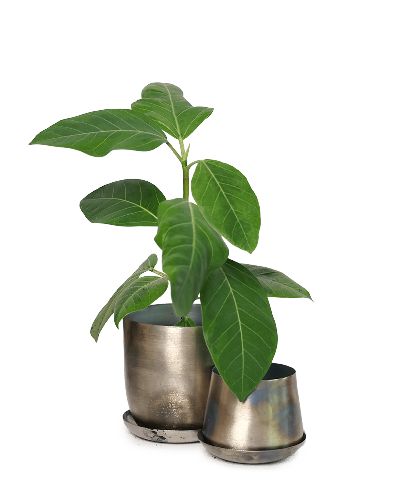 Chive Joe silver metal planters in two sizes with brushed metallic finish, larger styled with a ficus.