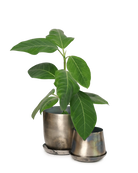Chive Joe silver metal planters in two sizes with brushed metallic finish, larger styled with a ficus.