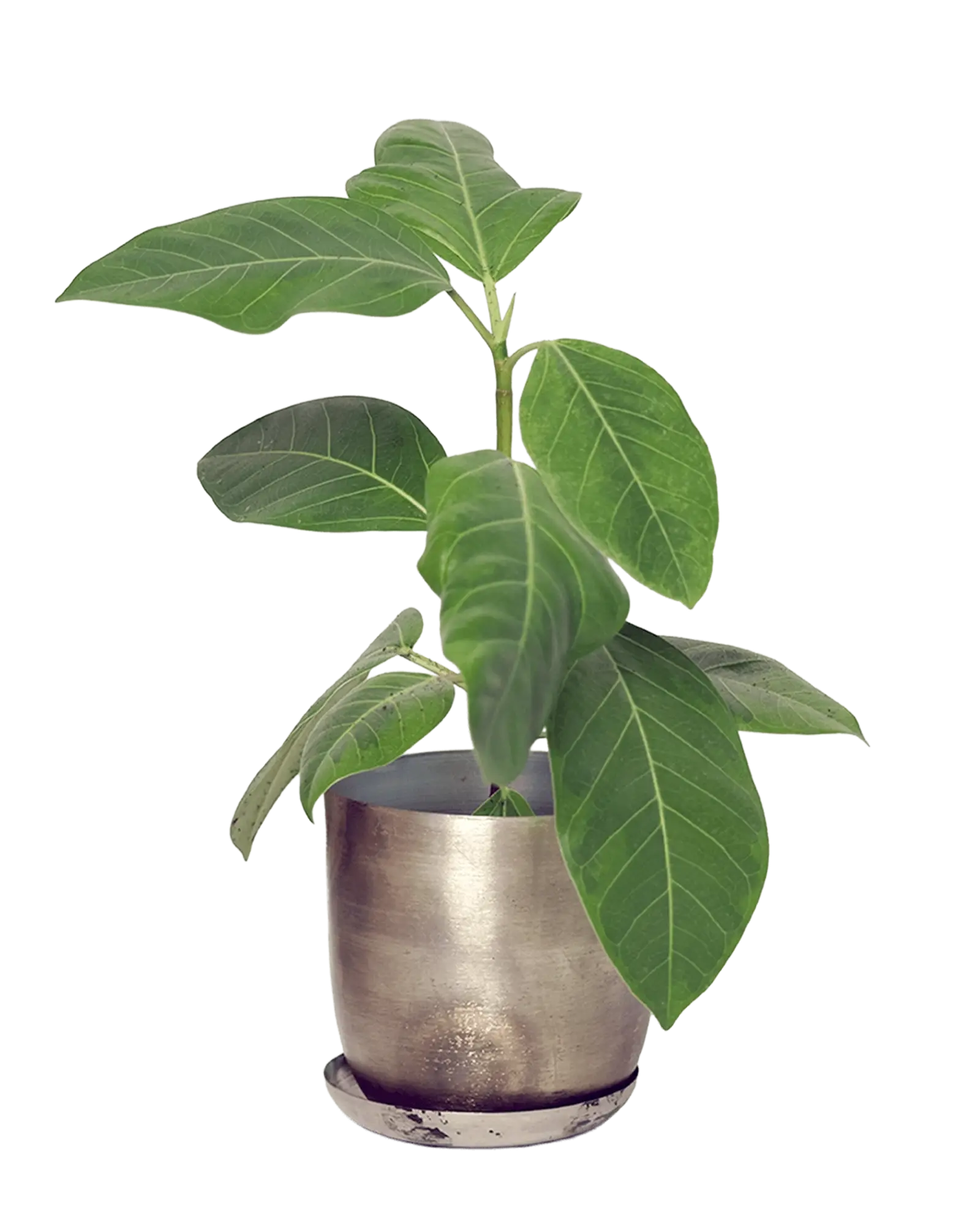 Chive Joe silver metal planter with brushed metallic finish and saucer, styled with a ficus plant.