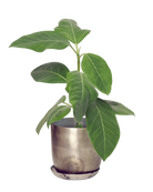 Chive Joe silver metal planter with brushed metallic finish and saucer, styled with a ficus plant.
