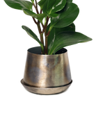 Chive Joe small silver color metal plant pot with drainage and saucer styled with a plant.