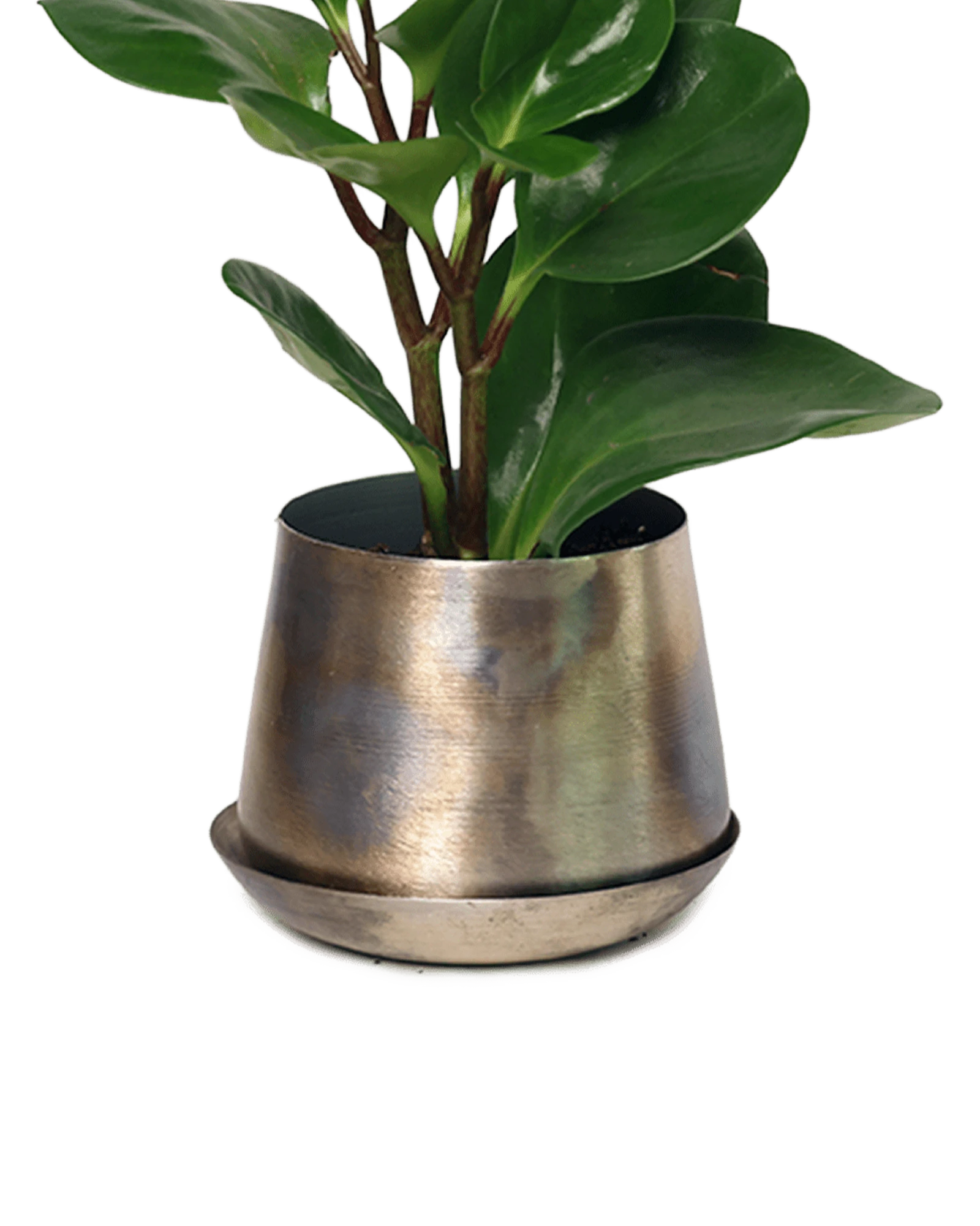 Chive Joe small silver color metal plant pot with drainage and saucer styled with a plant.