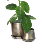 Two Chive Joe silver color metal plant pots with styled with a green plant.