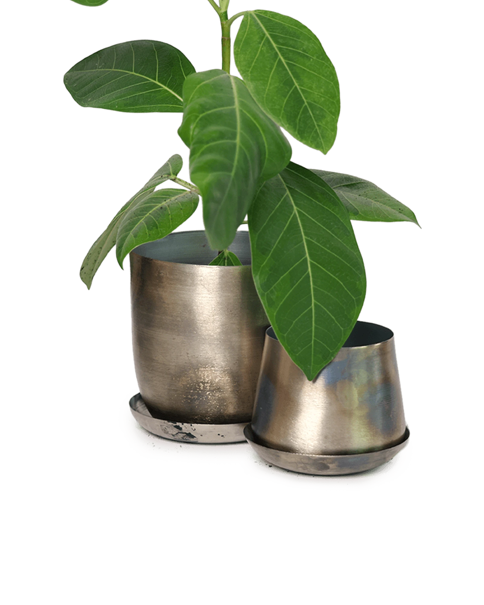 Two Chive Joe silver color metal plant pots with styled with a green plant.