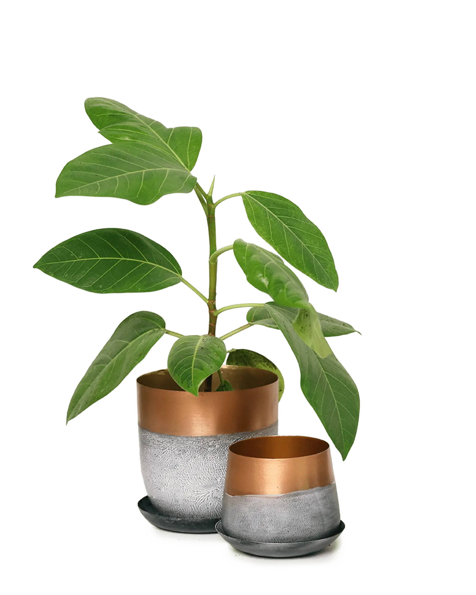 Chive Joe white copper metal medium and small planters with drainage hole and detachable saucer styled with a plant.