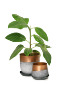 Chive Joe white copper metal medium and small planters with drainage hole and detachable saucer styled with a plant.