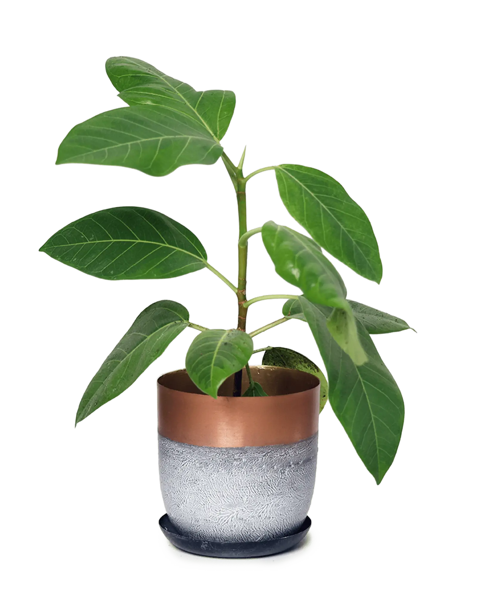 Chive Joe white copper metal medium planter with drainage hole and detachable saucer styled with a plant.