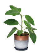 Chive Joe white copper metal medium planter with drainage hole and detachable saucer styled with a plant.