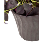 Close-up of the vertical ribbed texture finish on a Chive Katakana black ceramic pot, styled with a plant.