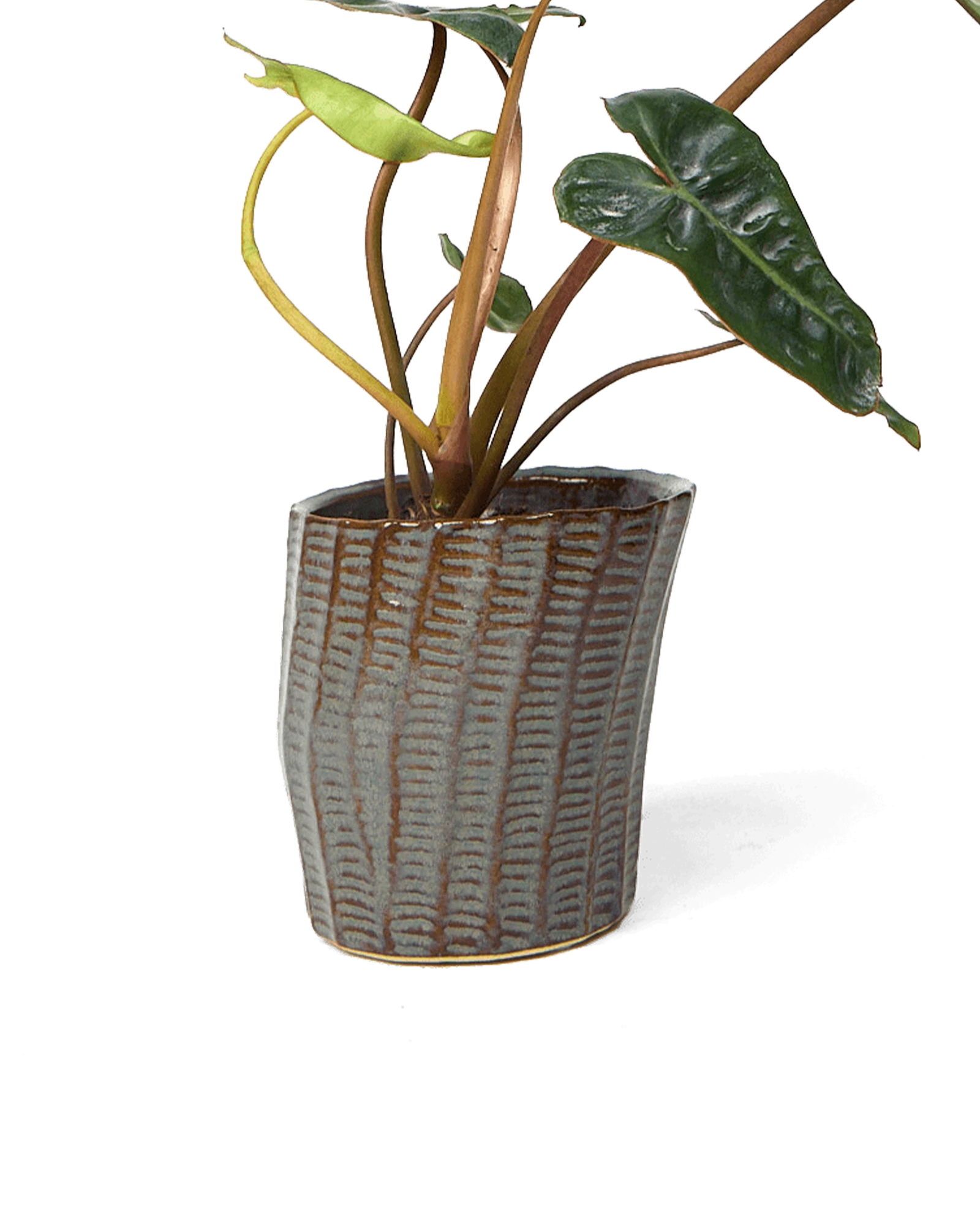 Chive Katakana brown ceramic textured planter pot styled with a plant.