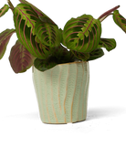 Chive Katakana green ceramic textured planter pot styled with a plant.