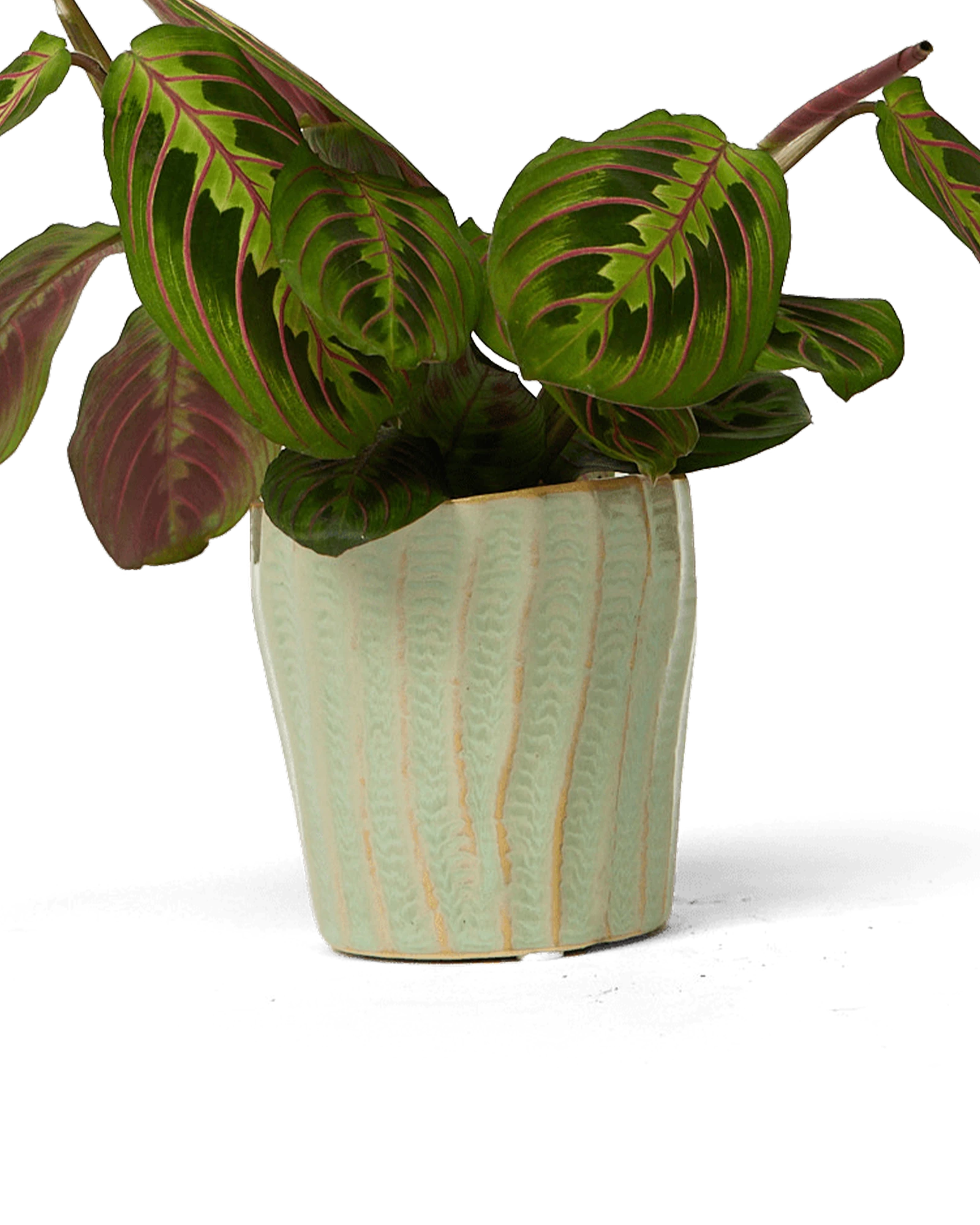 Chive Katakana green ceramic textured planter pot styled with a plant.
